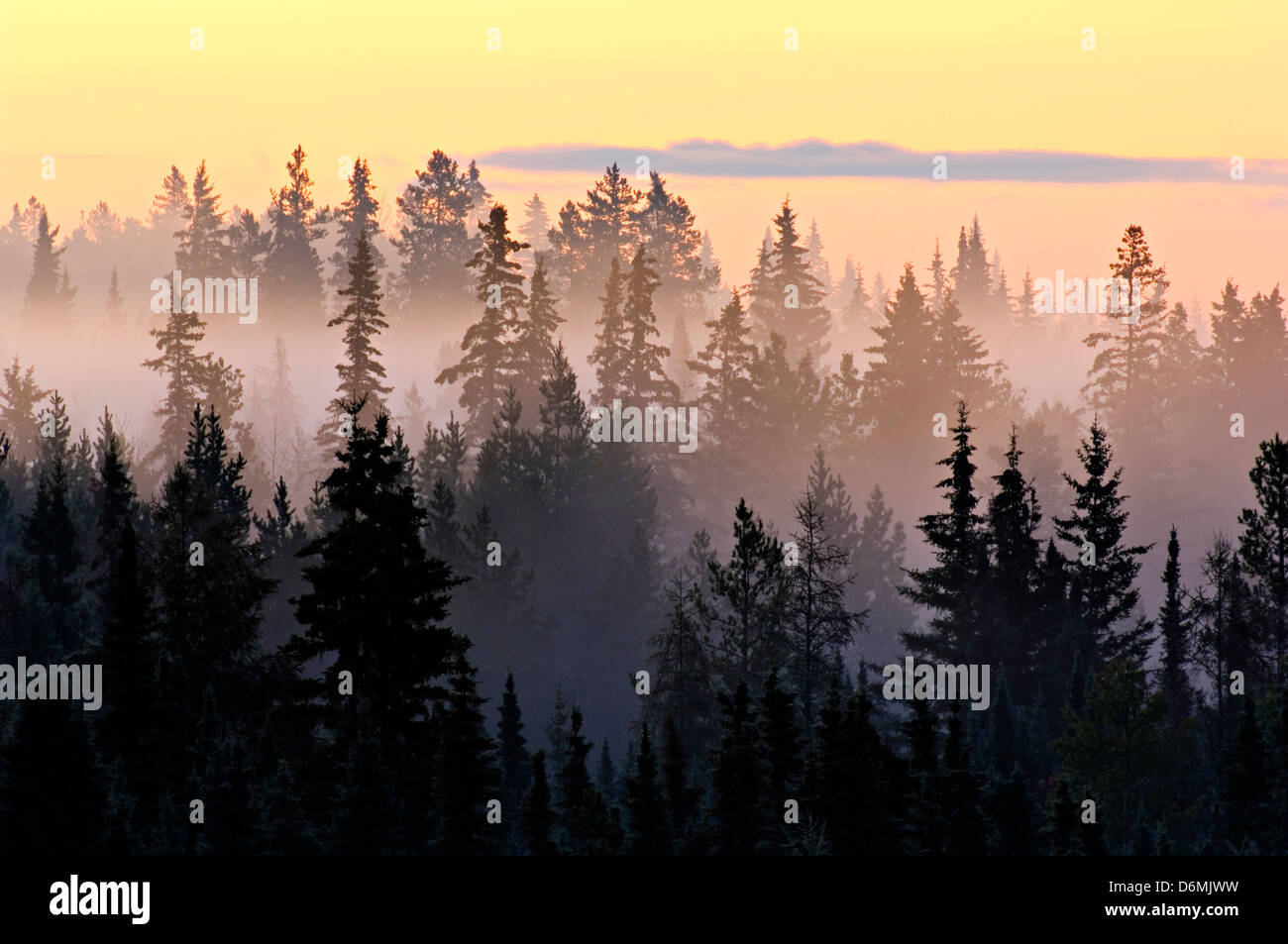 Ein Sonnenaufgang am Morgen Nebel unter der hohen Nadelbäumen Hintergrundbeleuchtung Stockfoto