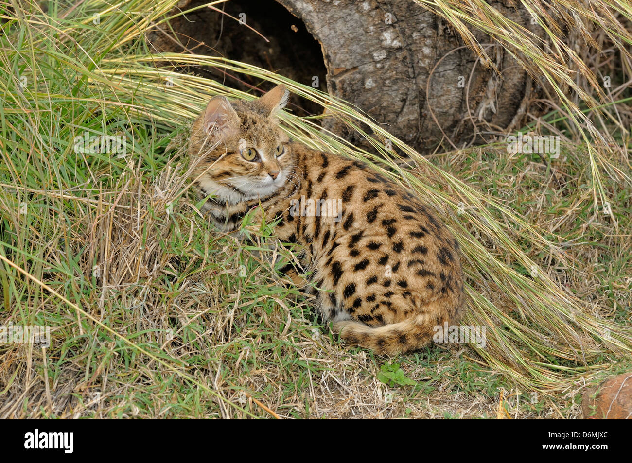 Black-footed Cat Felis Nigripes bedrohte Arten gefangen fotografiert in Südafrika Stockfoto