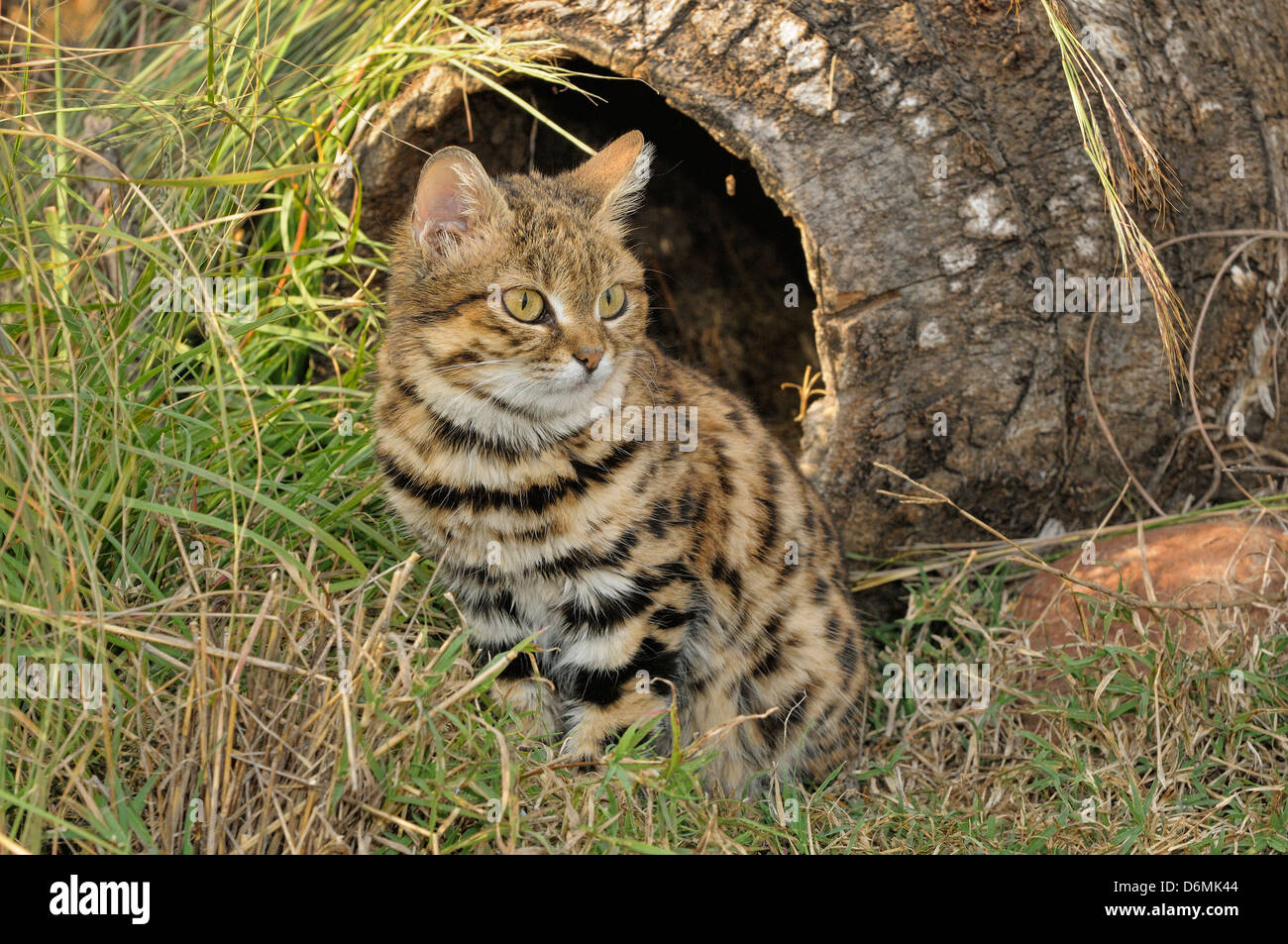 Black-footed Cat Felis Nigripes bedrohte Arten gefangen fotografiert in Südafrika Stockfoto