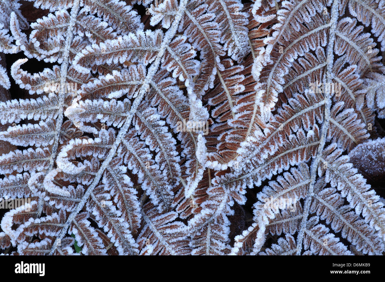 Frost Farn Wedel kalten winter Stockfoto