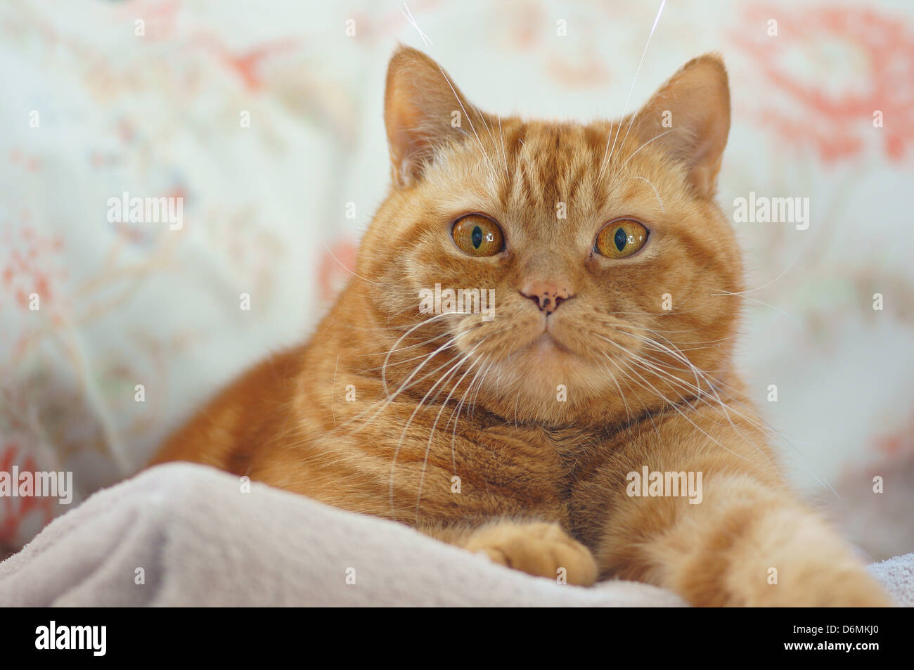 Ingwer-Britisch Kurzhaar-Katze Stockfoto