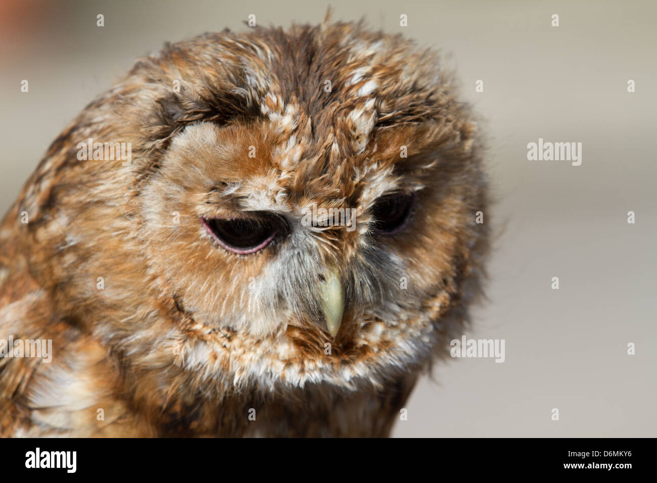 Waldkauz (Strix Aluco) bei Tageslicht Stockfoto