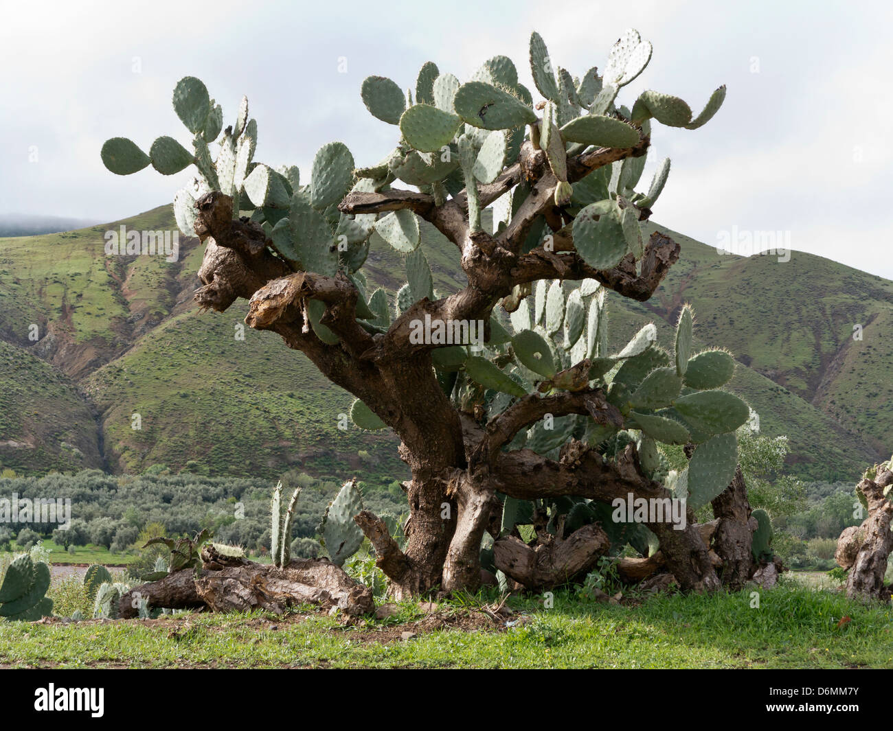 Feigenkaktus wächst im Süden von Marokko, Nordafrika Stockfoto