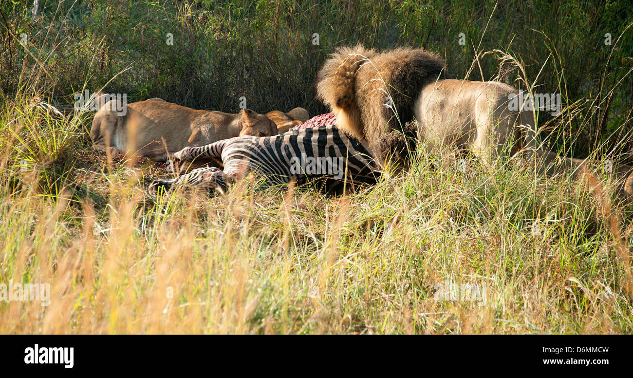 Löwen nach dem töten.  Antelope Park, Simbabwe, Afrika. Stockfoto