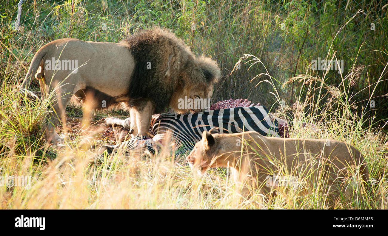 Löwen nach dem töten.  Antelope Park, Simbabwe, Afrika. Stockfoto