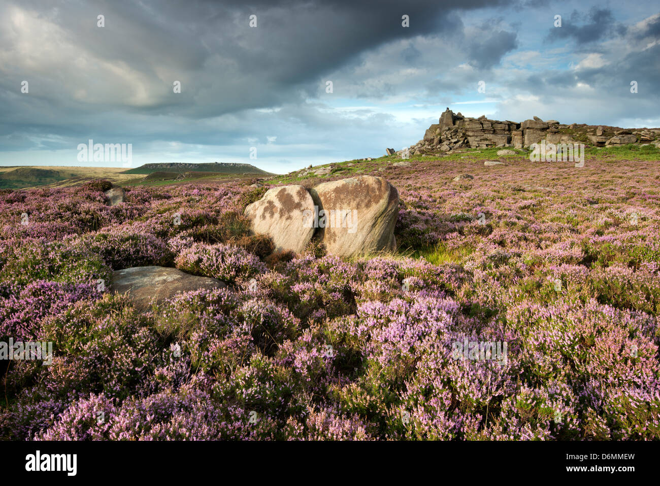 Ein Teppich aus blühenden Heidekraut am über Owler Tor, The Peak District National Park. Stockfoto