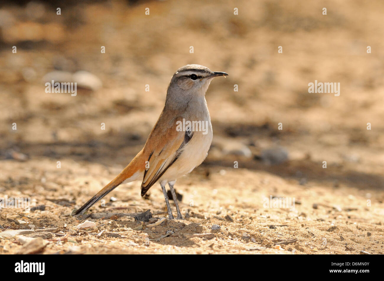 Kalahari Scheuern-Robin Cercotrichas Paena Bilder aus dem Monat in Namibia Stockfoto