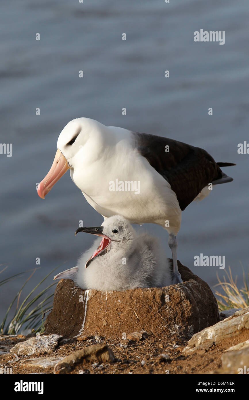 Black-browed Albatros, Thalassarche Melanophrys, Schwarzbrauenalbatros, Saunders Island, Falkland-Inseln, Vogel mit Küken Stockfoto