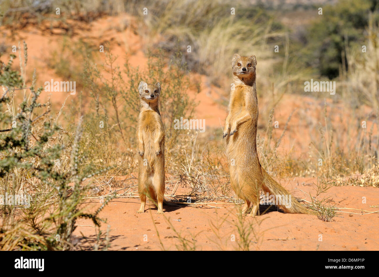 Gelbe Mongoose Cynictis Penicillata fotografiert in Kgalagadi Nationalpark, Südafrika Stockfoto