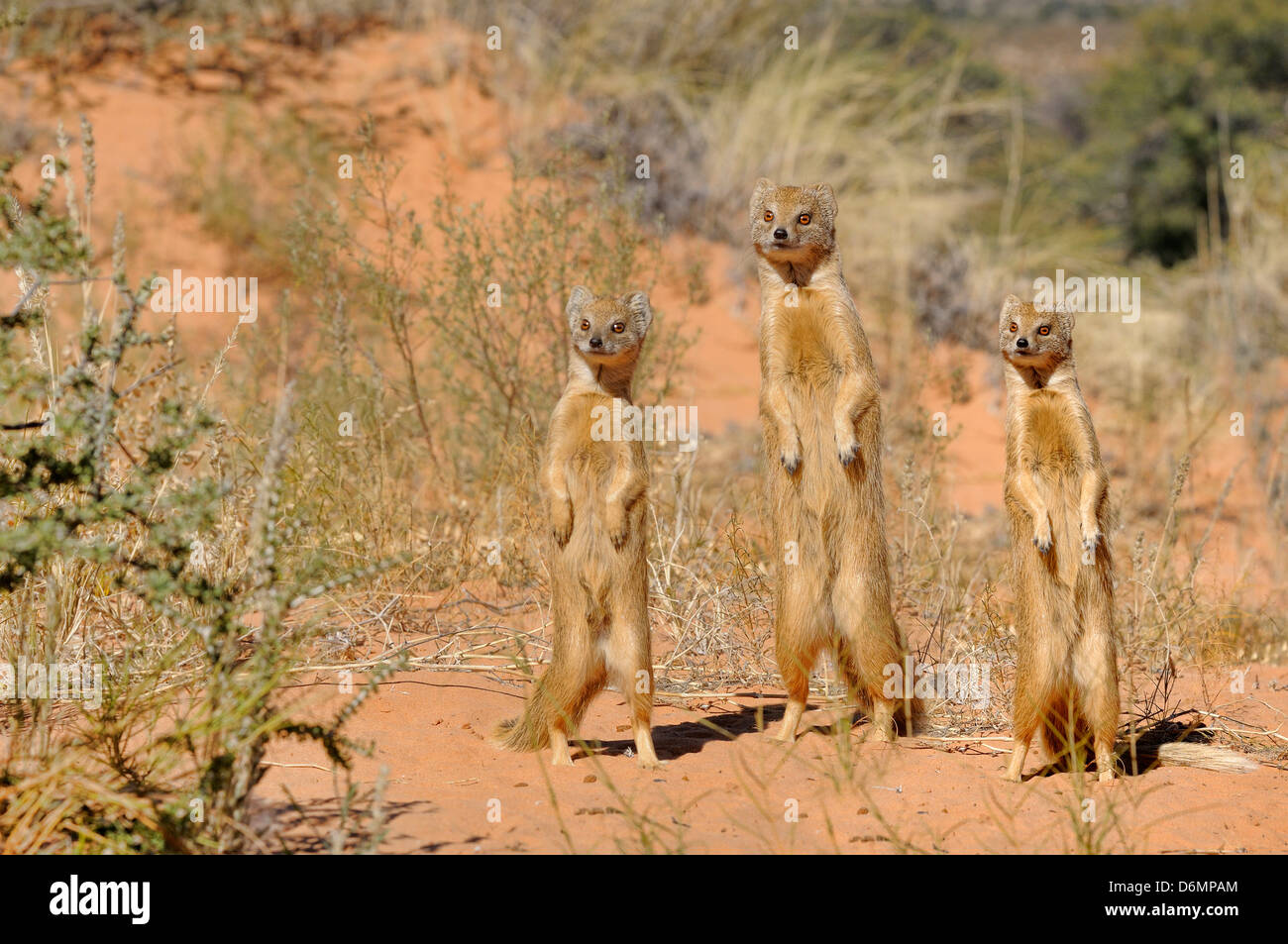 Gelbe Mongoose Cynictis Penicillata fotografiert in Kgalagadi Nationalpark, Südafrika Stockfoto