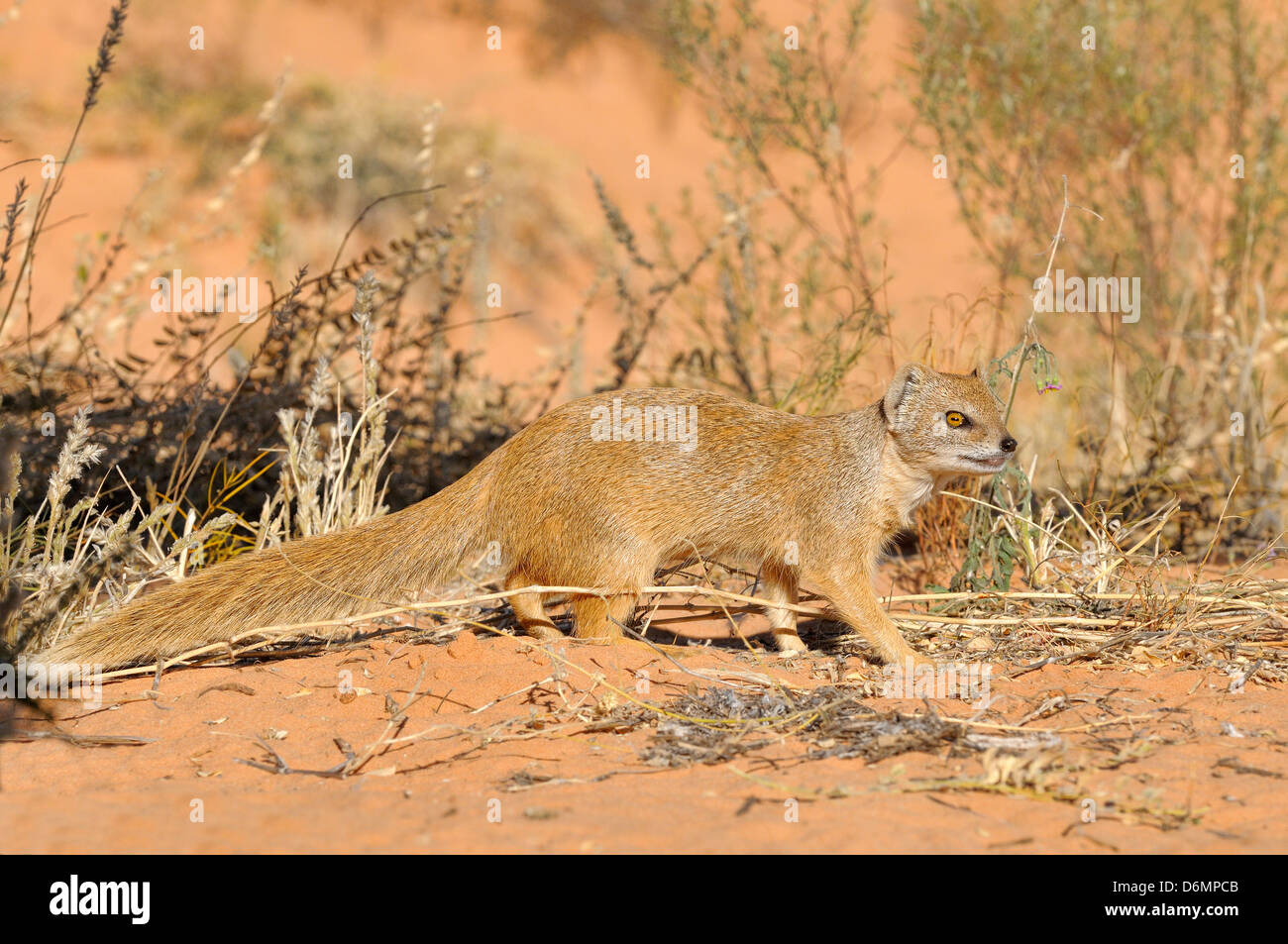 Gelbe Mongoose Cynictis Penicillata fotografiert in Kgalagadi Nationalpark, Südafrika Stockfoto