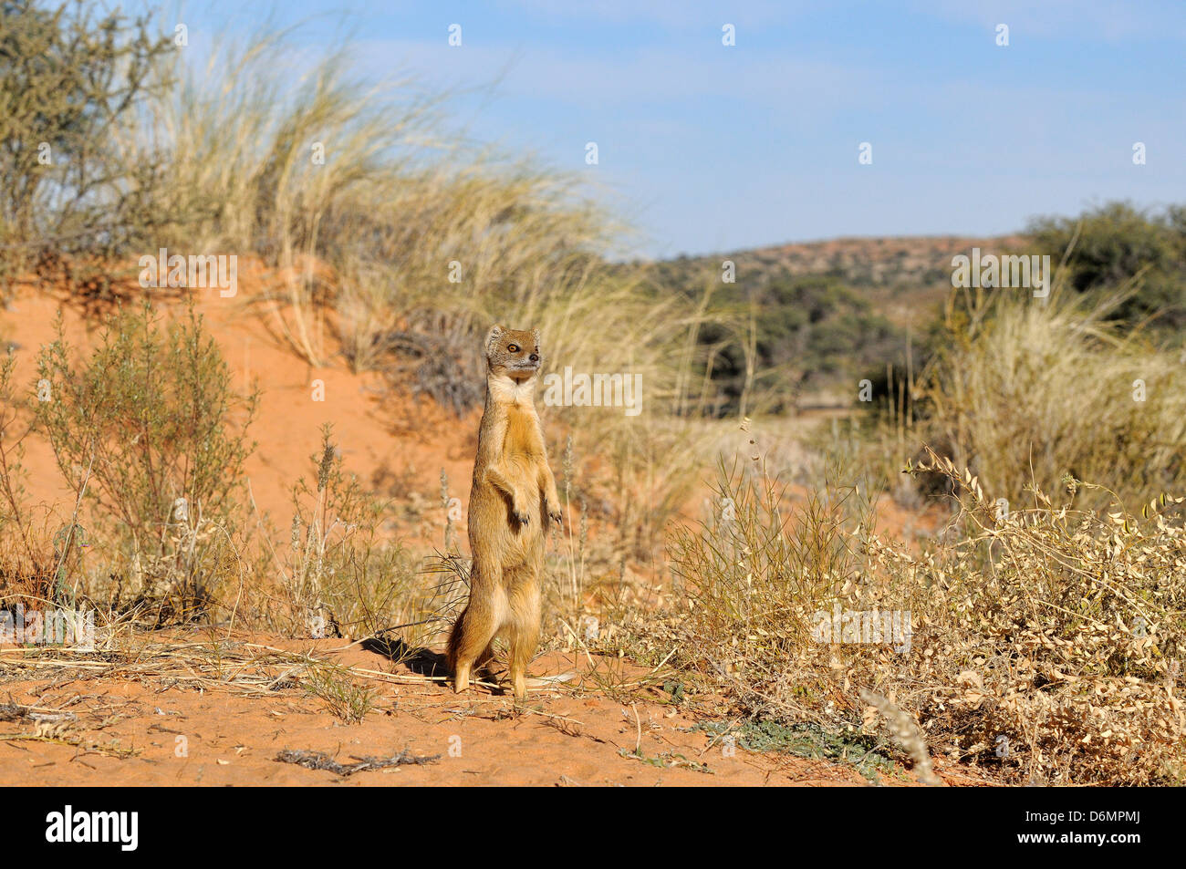 Gelbe Mongoose Cynictis Penicillata fotografiert in Kgalagadi Nationalpark, Südafrika Stockfoto