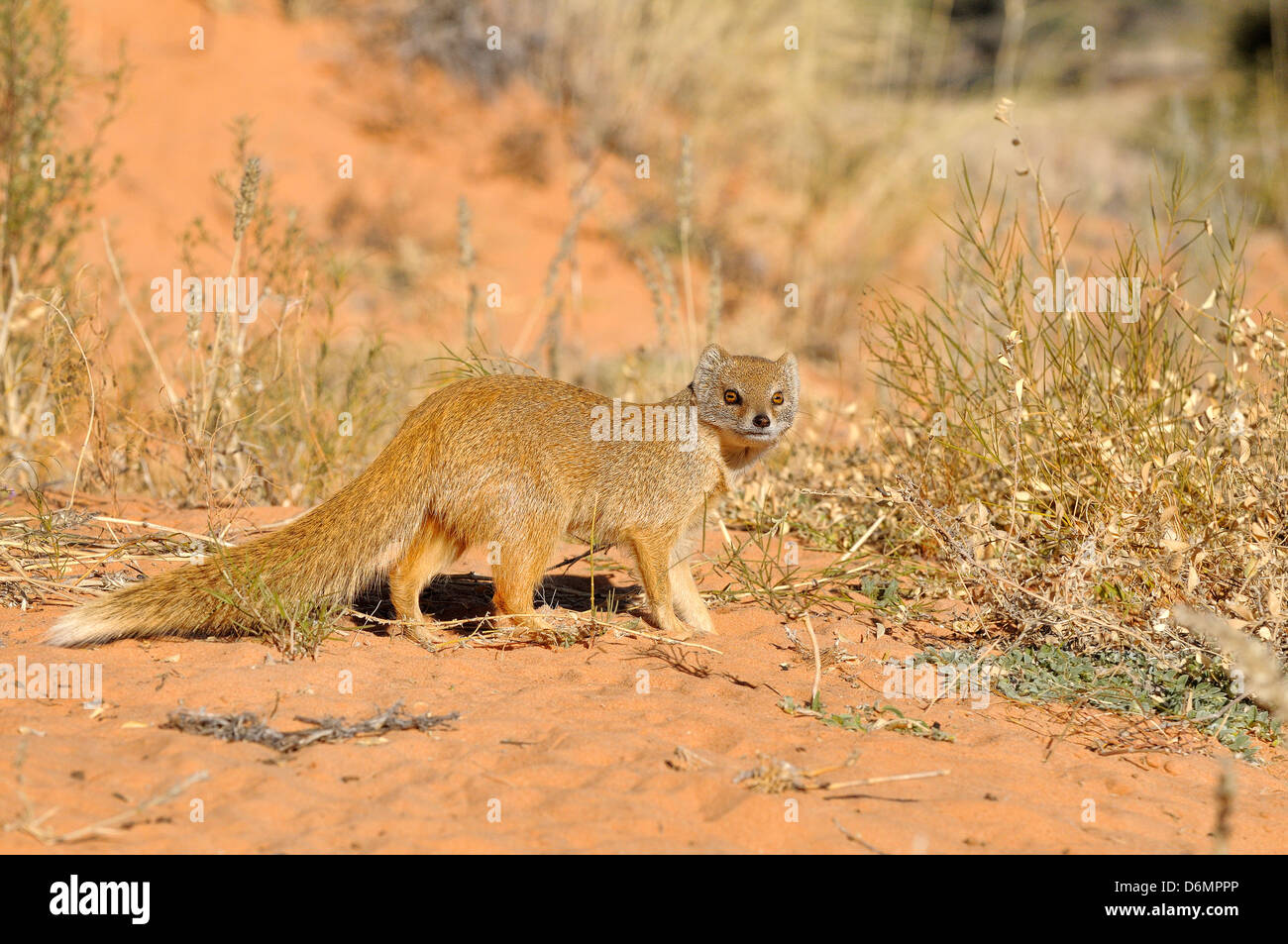 Gelbe Mongoose Cynictis Penicillata fotografiert in Kgalagadi Nationalpark, Südafrika Stockfoto
