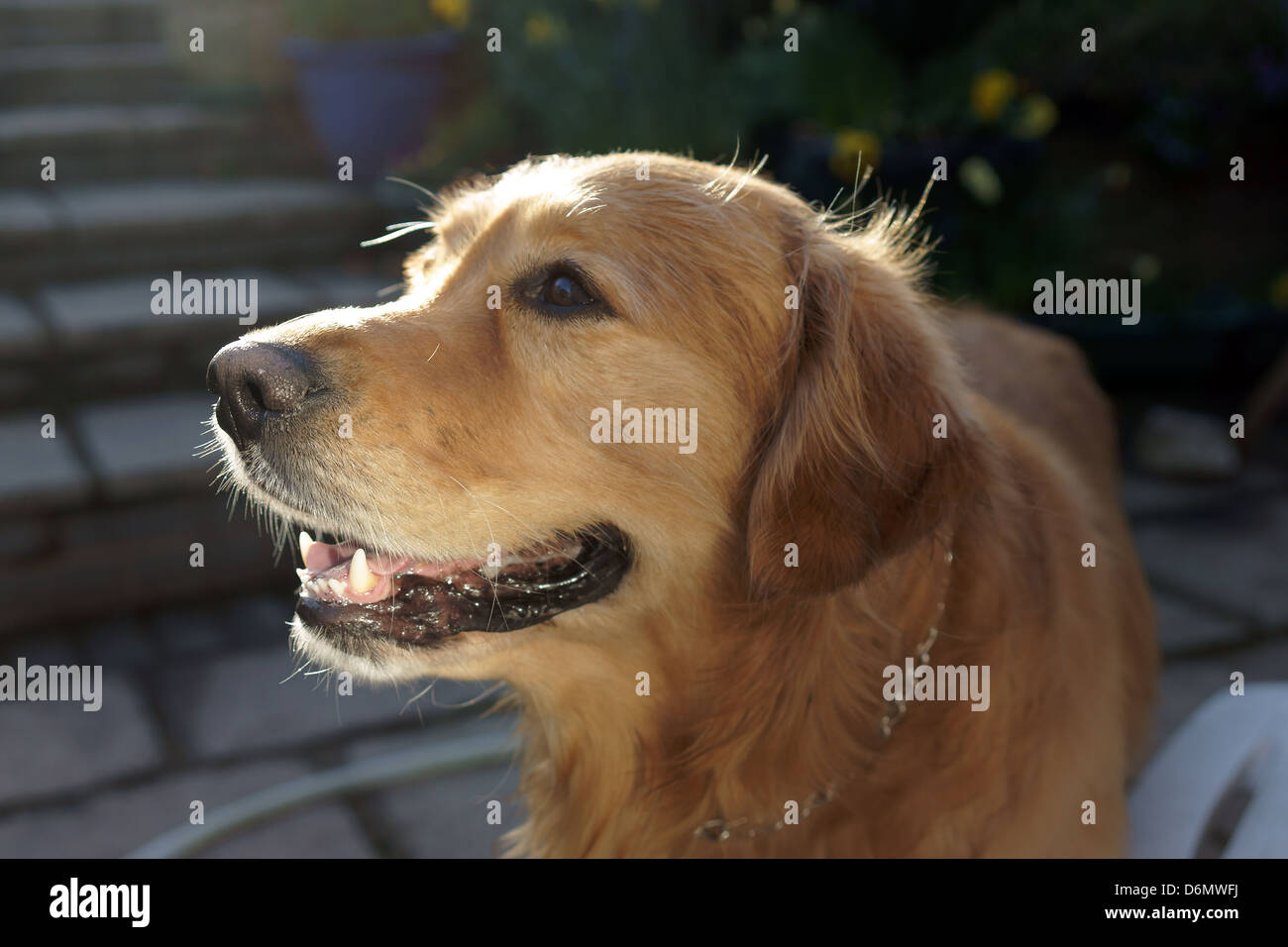 Labrador Hund Gesicht Nase Zähne Zunge Schnurrhaare außerhalb Schritte Garten genießen statische Haare glücklich Stockfoto