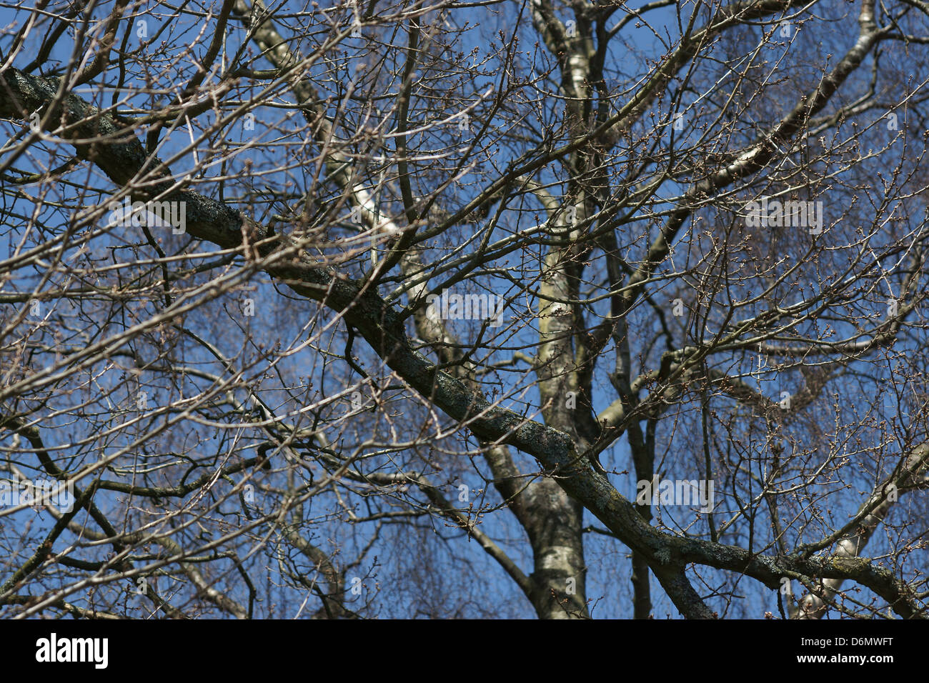Eichen klaren blauen Himmel Wald Splitter Ehepartner Baum Stockfoto