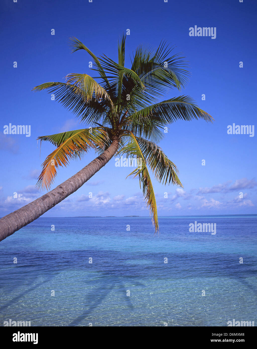 Tropischer Strand mit Palme über Meer, Kaafu Atoll, Bandos Island, Republik Malediven Stockfoto