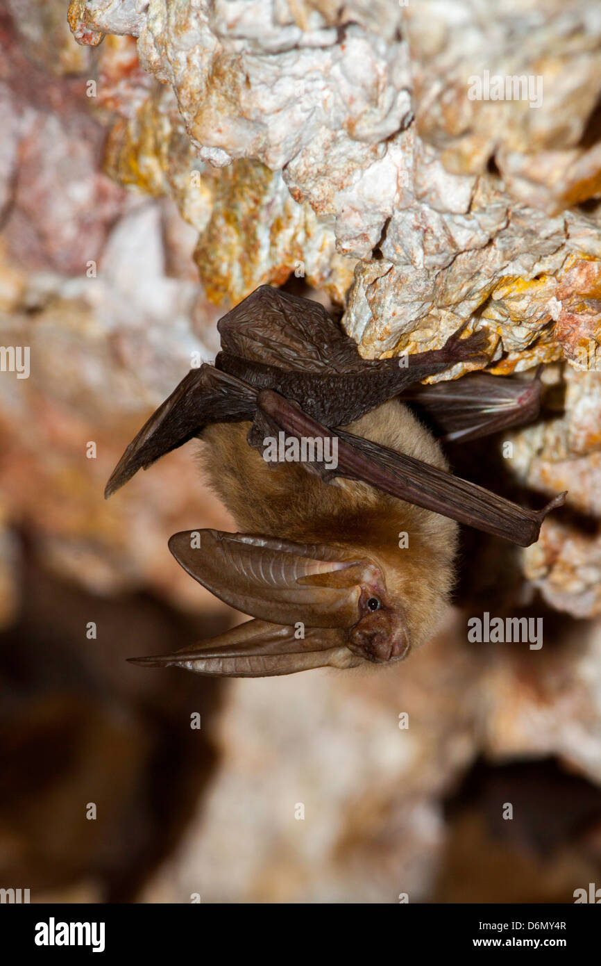 Townsends Big-Schmuckschildkröte Bat Langohrfledermäuse Townsendii Harquahala Berge, nw von Phoenix, Arizona, USA 17 April Erwachsene Stockfoto