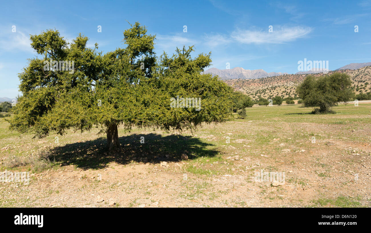 Arganbaum in Halbwüsten Sous-Tal der südwestlichen Marokko Stockfoto