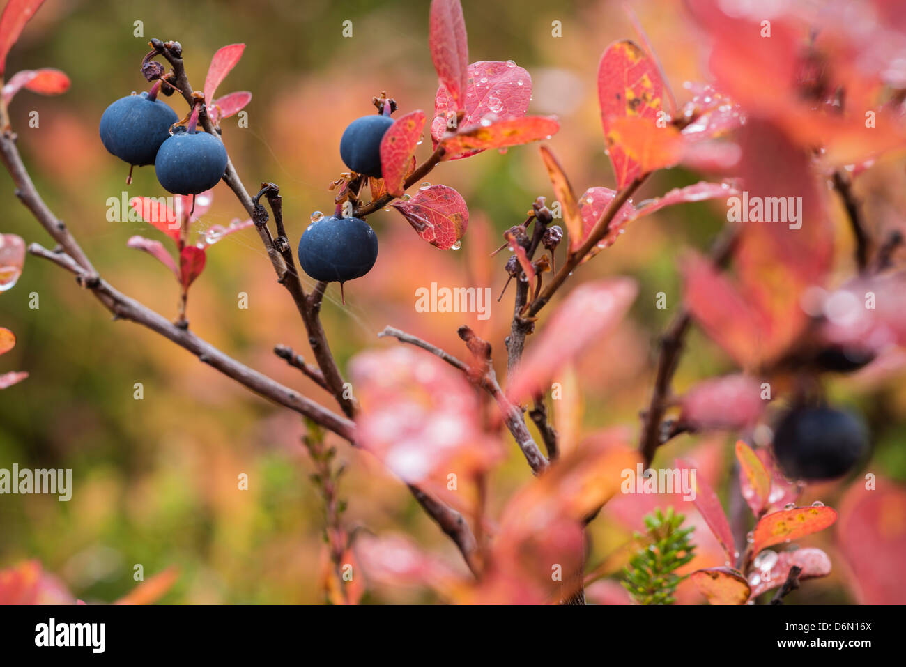Detail der Europäischen Heidelbeere Busch im Herbst, Norwegen Stockfoto