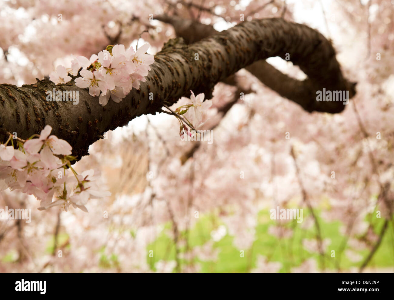 Detail der japanische Kirschblüte Zweig (geringe Schärfentiefe) Stockfoto