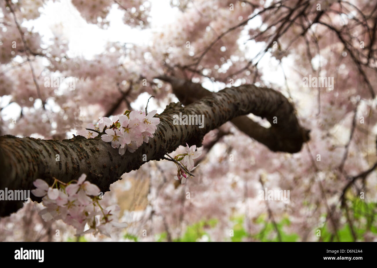 Detail der japanische Kirschblüte Zweig (geringe Schärfentiefe) Stockfoto