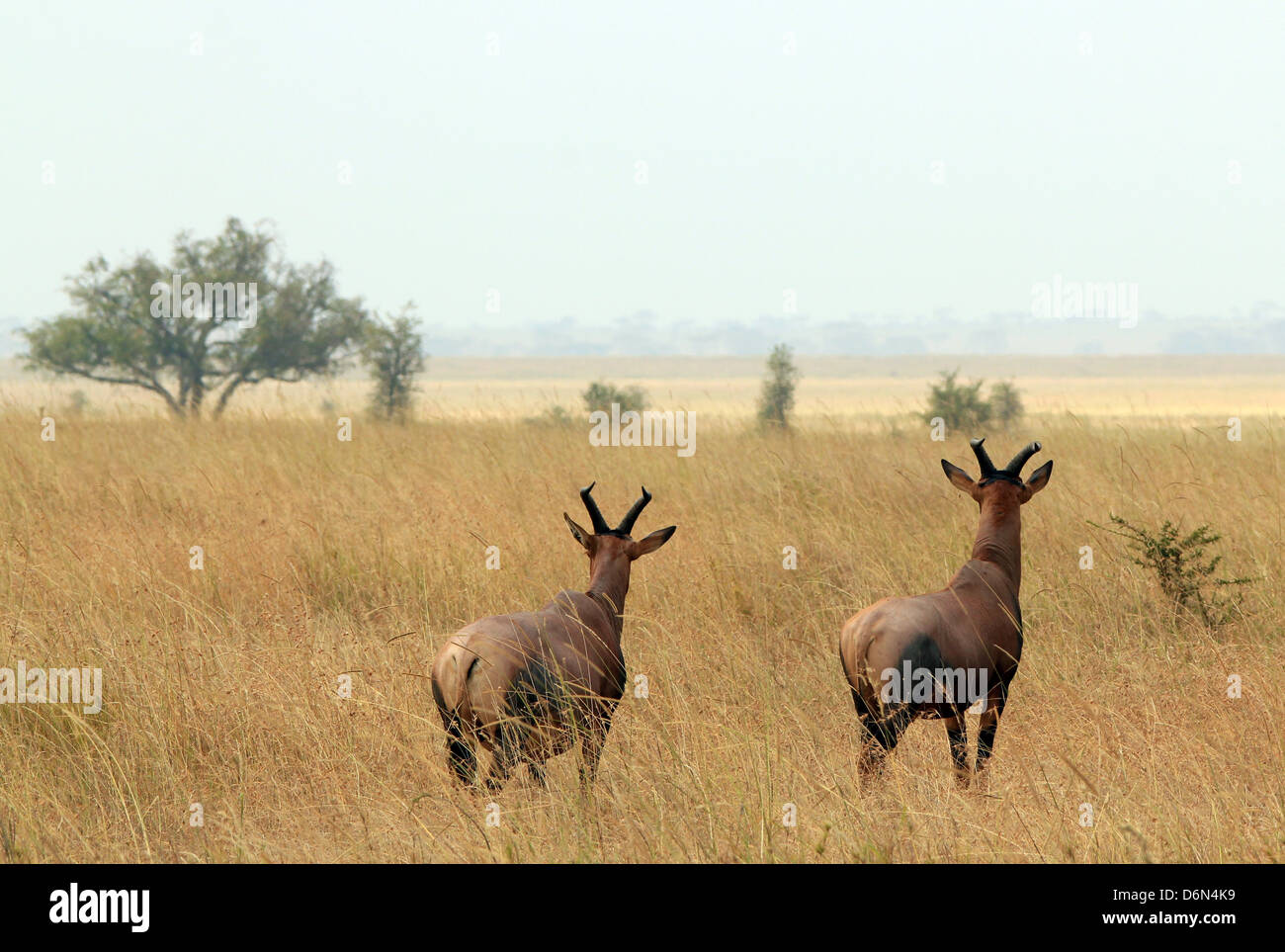 Topi paar (Damaliscus Lunatus) Looking Out über die Savanne, Serengeti, Tansania Stockfoto