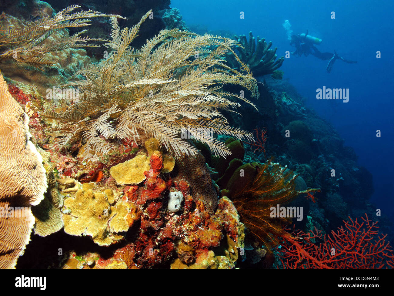 Korallenwand, Bunaken, Indonesien Stockfoto