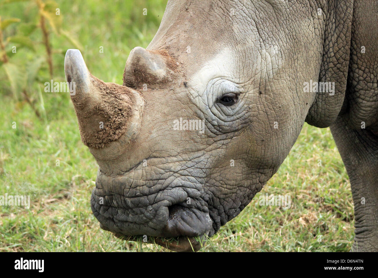 Nahaufnahme von einem Breitmaulnashorn (Ceratotherium Simum), Lake Nakuru, Kenia Stockfoto