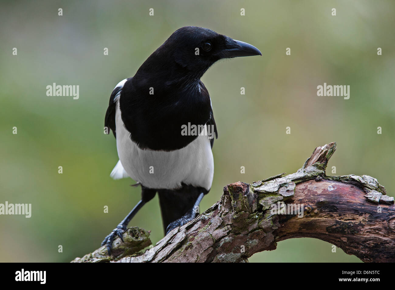 Eurasische Elster / Europäische Elster / gemeinsame Elster (Pica Pica) thront auf Zweig Stockfoto