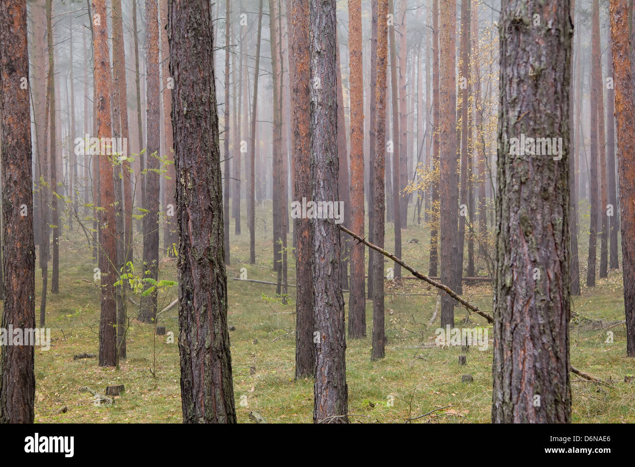 Berlin, Deutschland, Herbststimmung in den Nadelwald Stockfoto