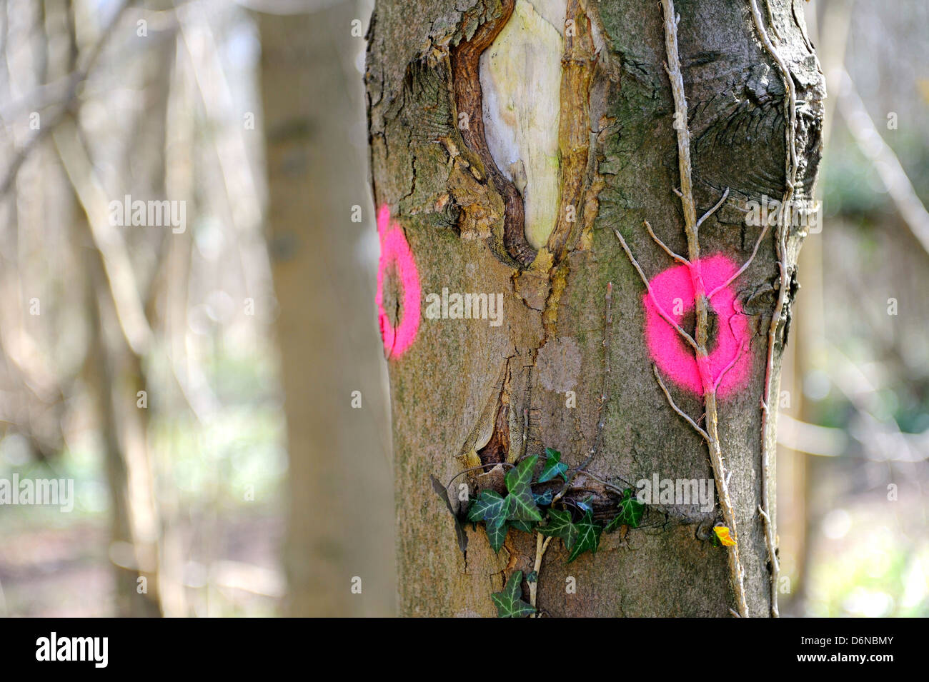 Zwei rosa Kreise auf einen Baumstamm, um anzugeben, welche Bäume sind zu fällenden gesprüht und sah aus wie zwei Augen. Stockfoto
