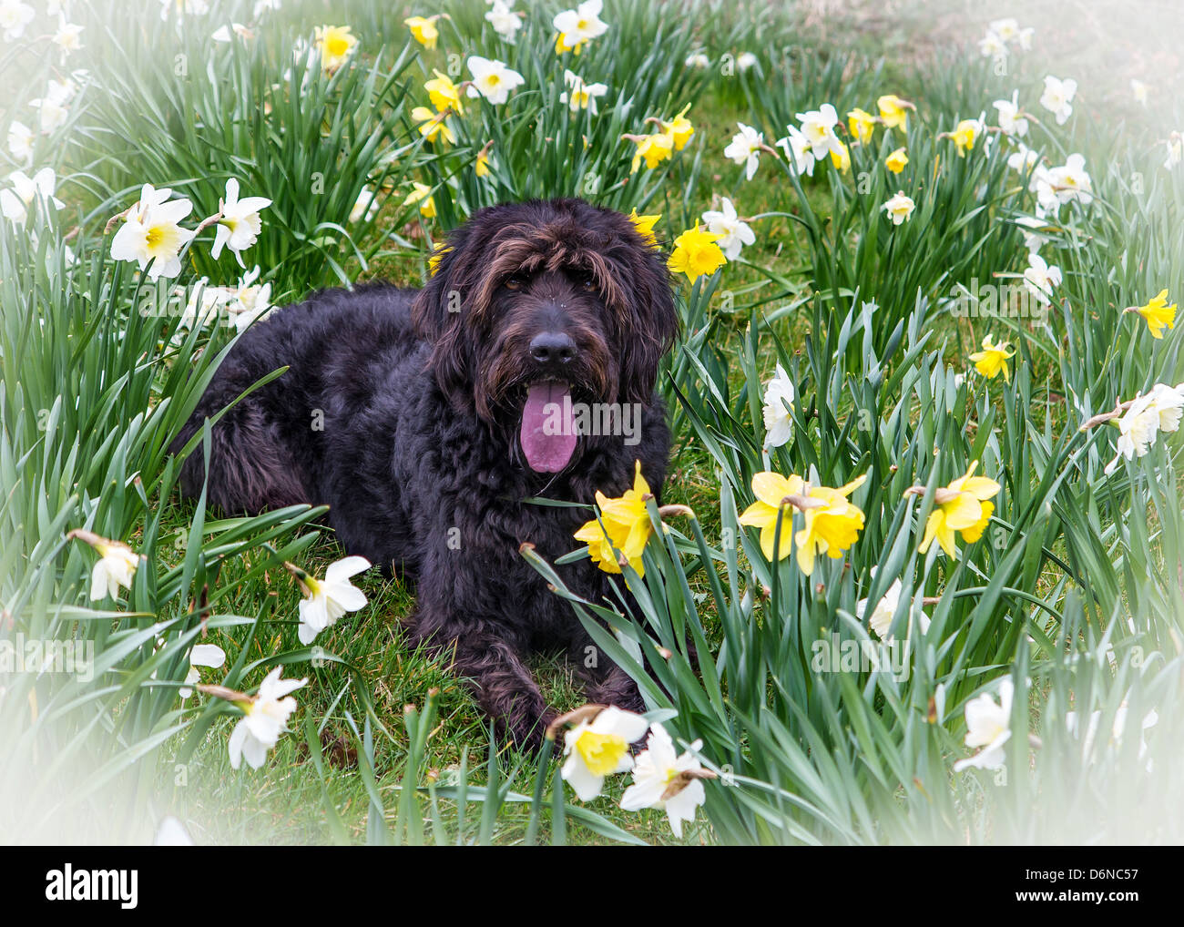 Schwarze Labradoodle Hund sitzt keuchend in einem Bett aus Narzissen Stockfoto