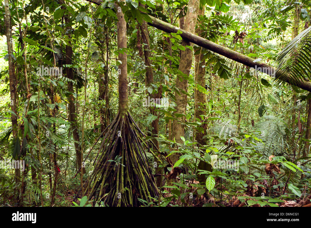 Innere des primären Regenwald in Ecuador Stockfoto