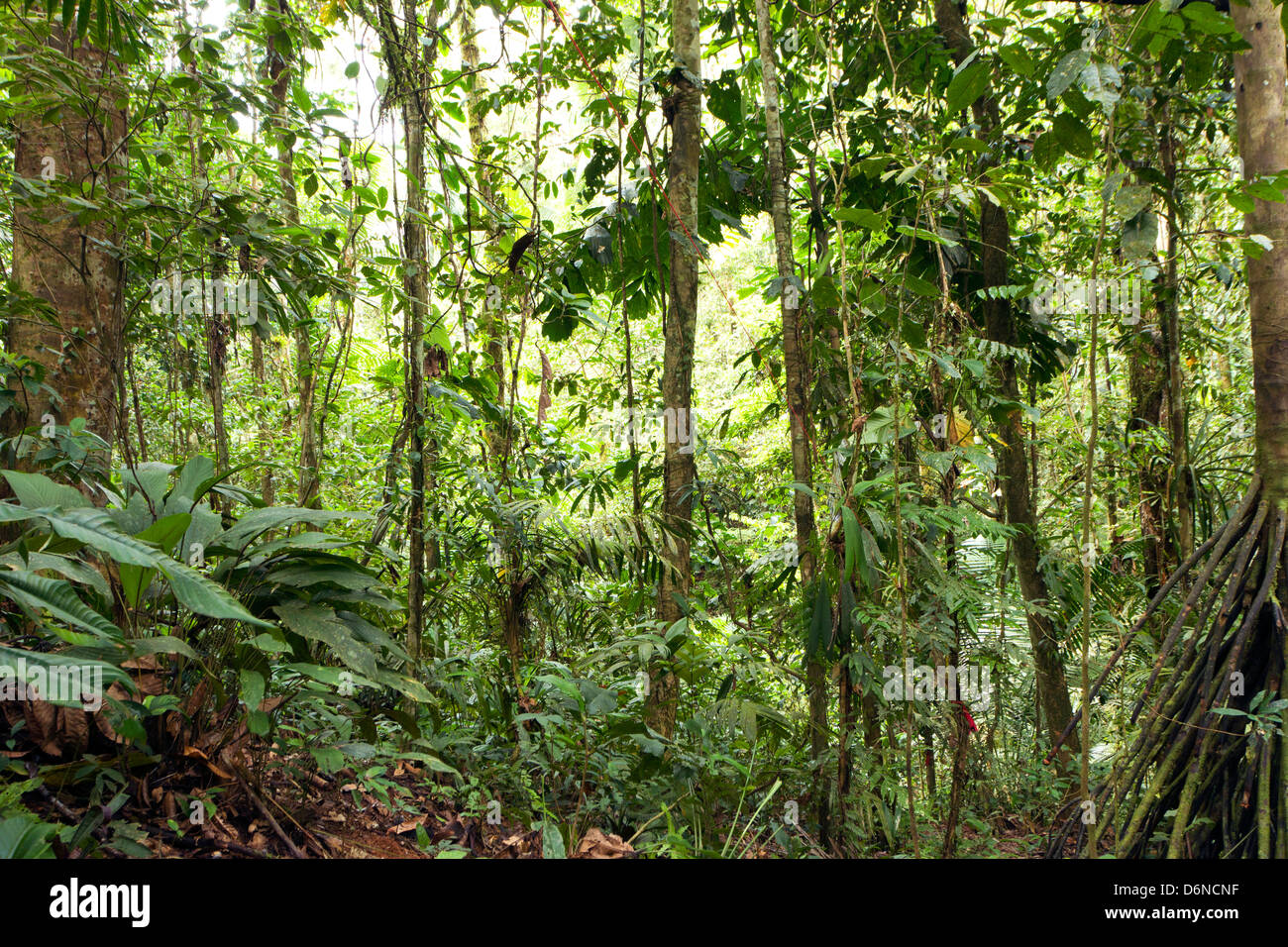 Innere des primären Regenwald in Ecuador Stockfoto