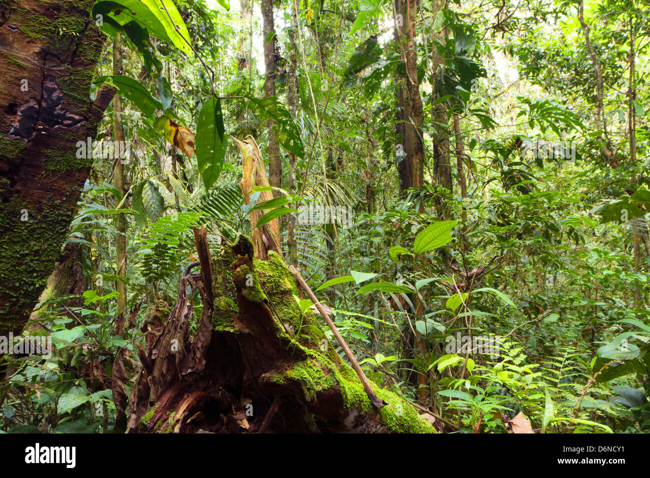 Innere des primären Regenwald in Ecuador Stockfoto