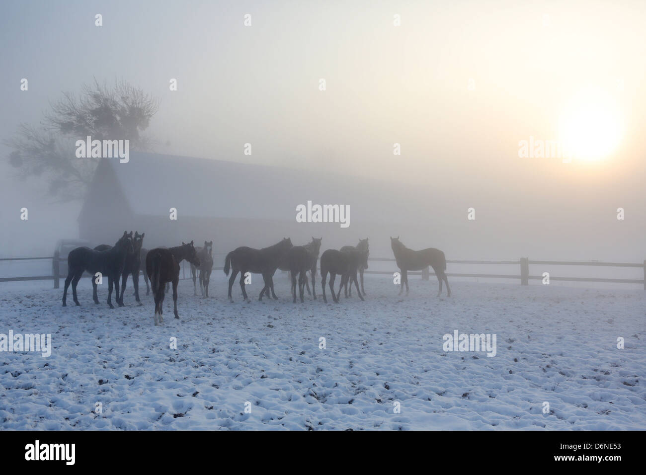 Graditz, Deutschland, Pferde im Winternebel im Fahrerlager Stockfoto