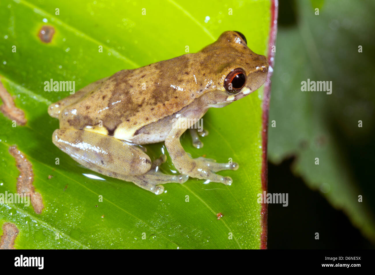 Unter der Leitung von kurzen Treefrog (Dendropsophus Brevifrons) auf einem Blatt im Regenwald von Ecuador Stockfoto