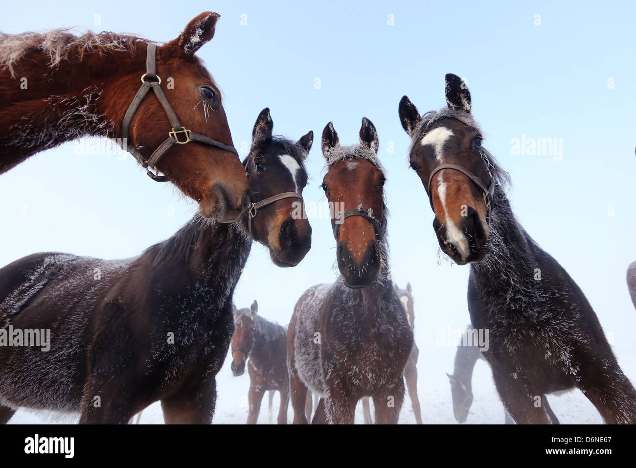 Graditz, Deutschland, Pferde im Winter mit eisigen Mantel Stockfoto