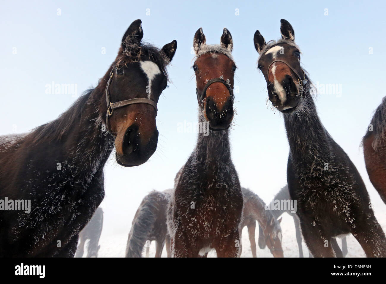 Graditz, Deutschland, Pferde im Winter mit eisigen Mantel Stockfoto
