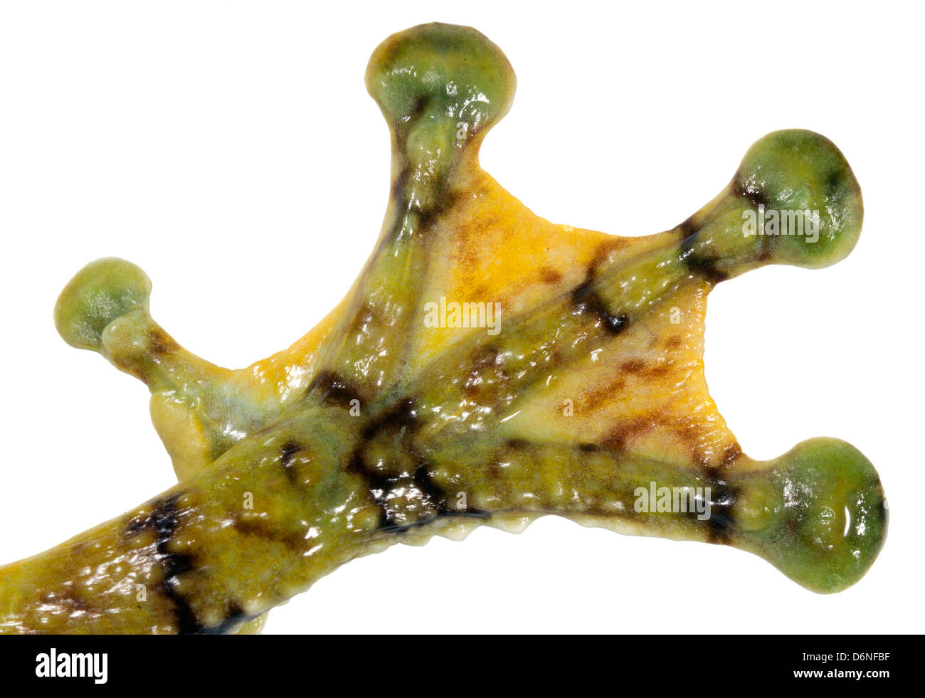 Schwimmhäute Hand warzige Treefrog (Ecnomiohyla Tuberculosa), eine sehr seltene Treefrog aus dem ecuadorianischen Amazonas Stockfoto