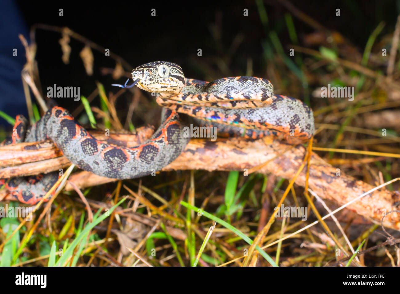 Juvenile Amazon Tree Boa (Corallus Hortulanus) In der ecuadorianischen Amazonas Stockfoto