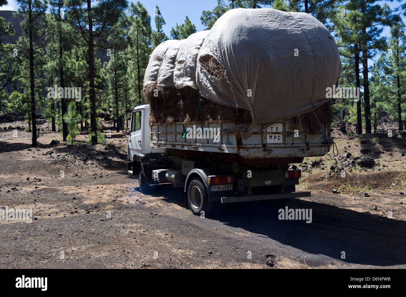 Mercedes Lkw sammeln Tannennadeln aus den Wäldern in den Bergen von Teneriffa, als Einstreu verwendet werden, Stockfoto