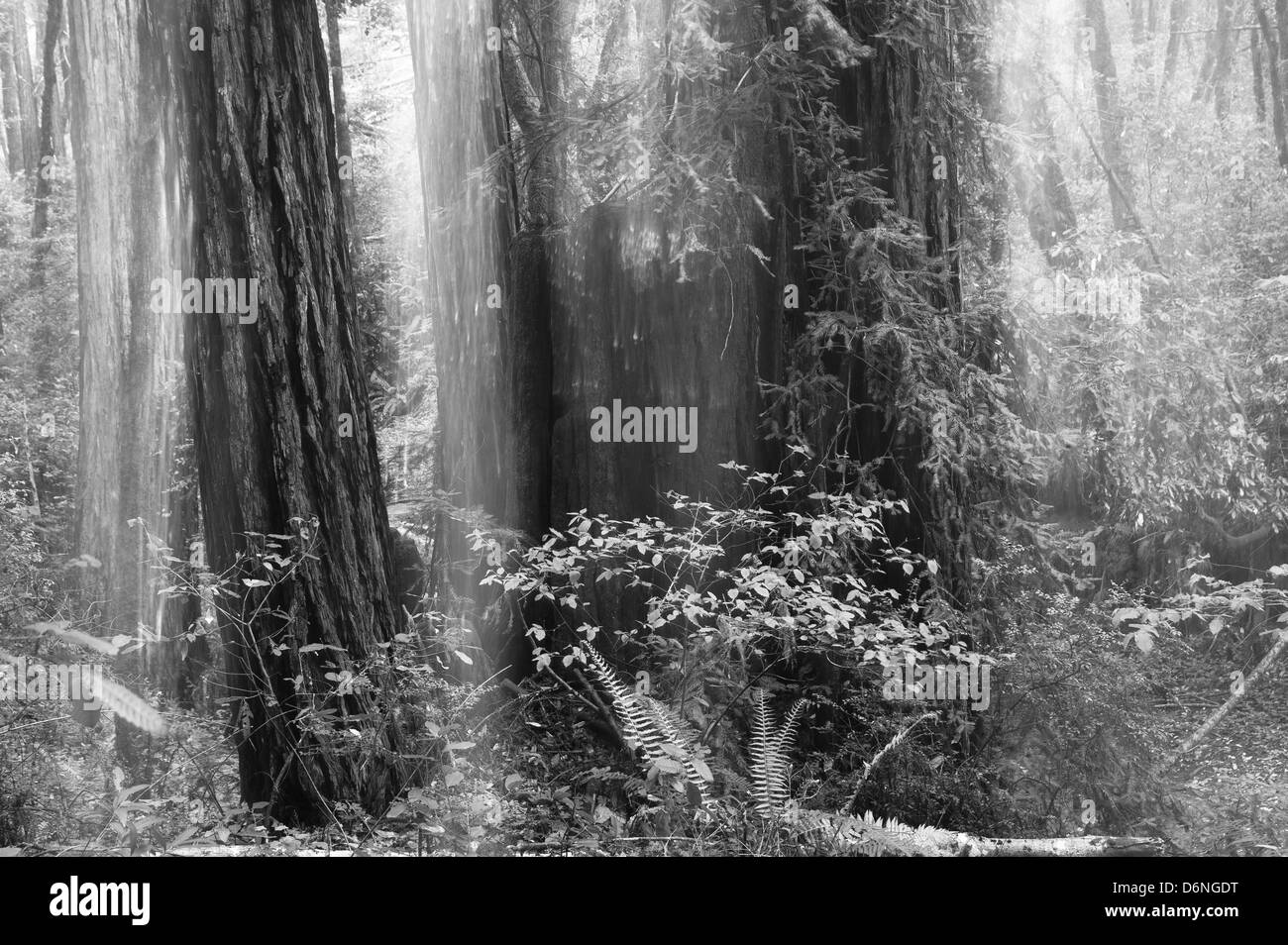 Abstrakte Redwood-Wald im Fall Creek, Kalifornien, USA. Stockfoto