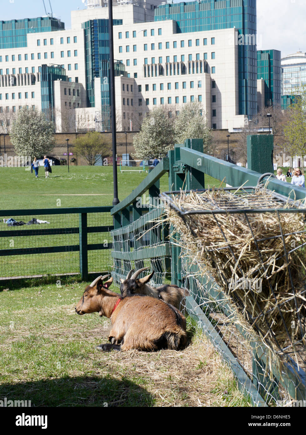 Ziegen auf Vauxhall City Farm, London, England, GB Stockfoto