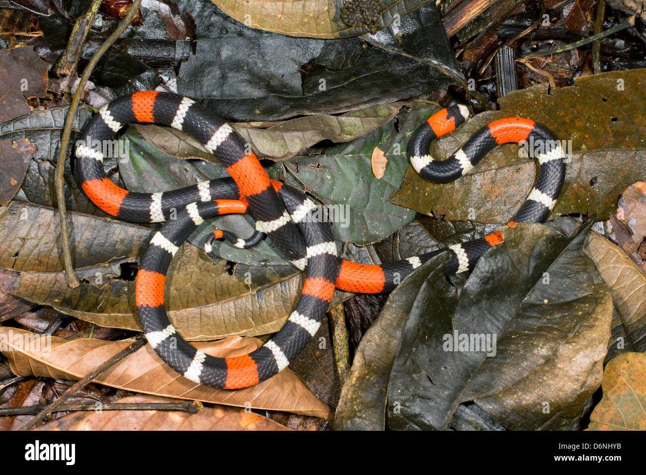 Östlichen Band Korallenschlange (Micrurus Lemniscatus) Stockfoto