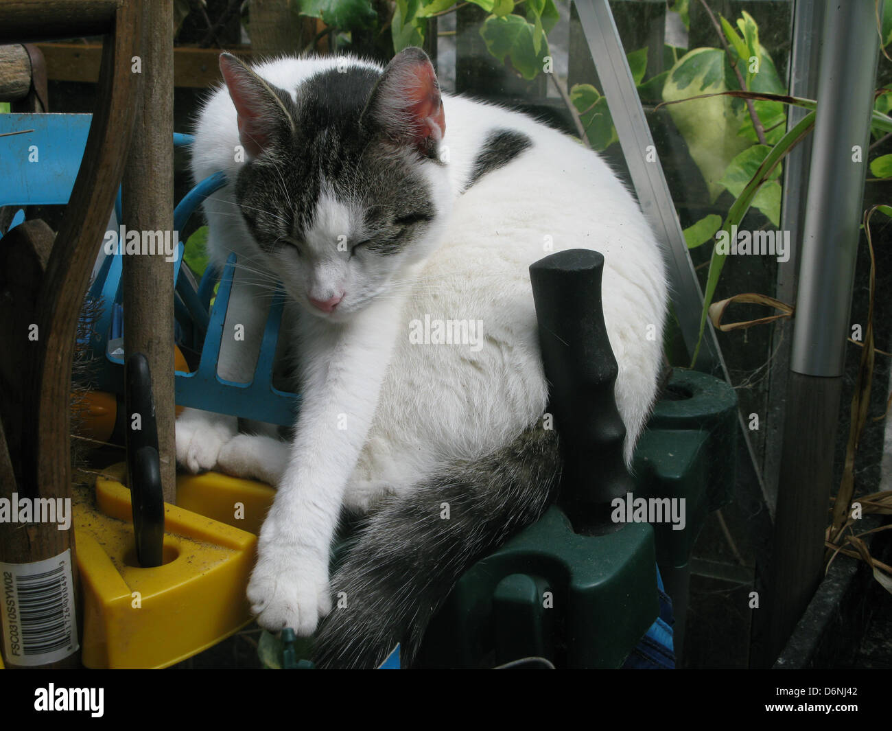 Katze schläft auf Gartenwerkzeuge im Gewächshaus Stockfoto