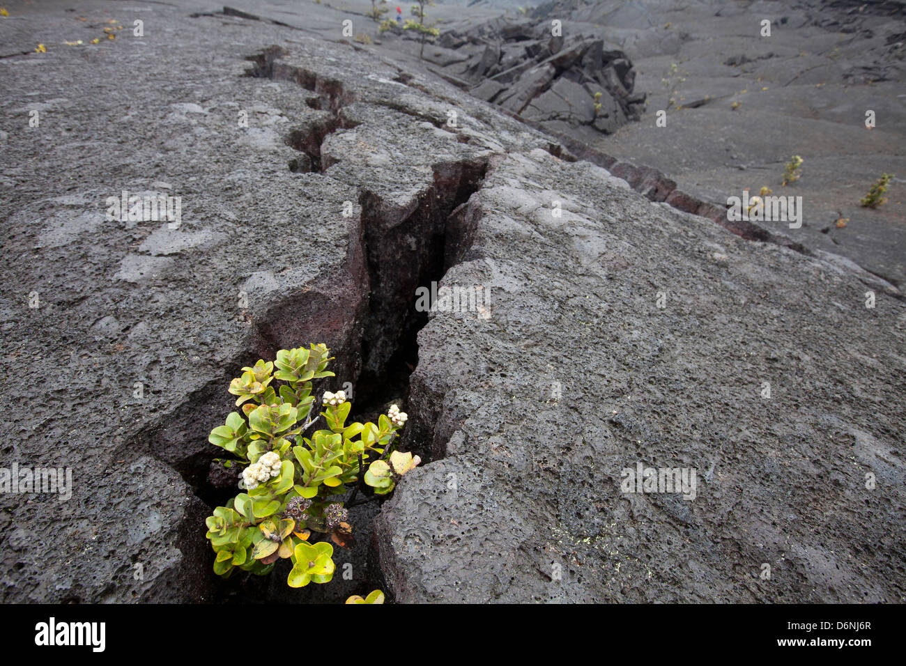 Pflanzen wachsen durch Riss in der Lava, Hawai ' i Volcanoes National Park, Big Island, Hawaii Stockfoto