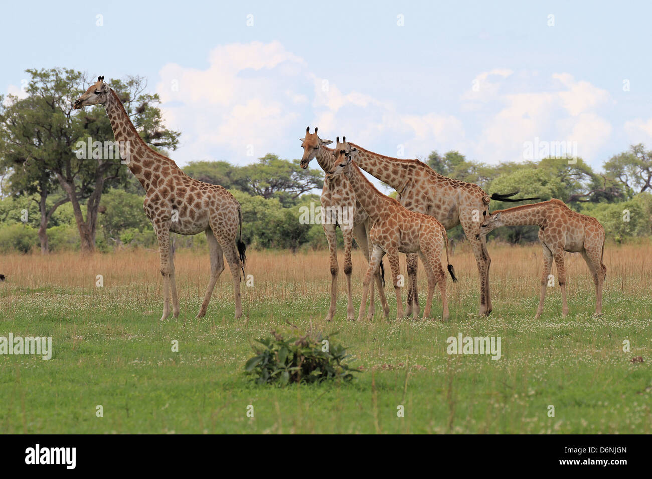 Eine Gruppe von Giraffen auf der grünen Wiese im Regen Saison, Chobe NP, Botswana Stockfoto