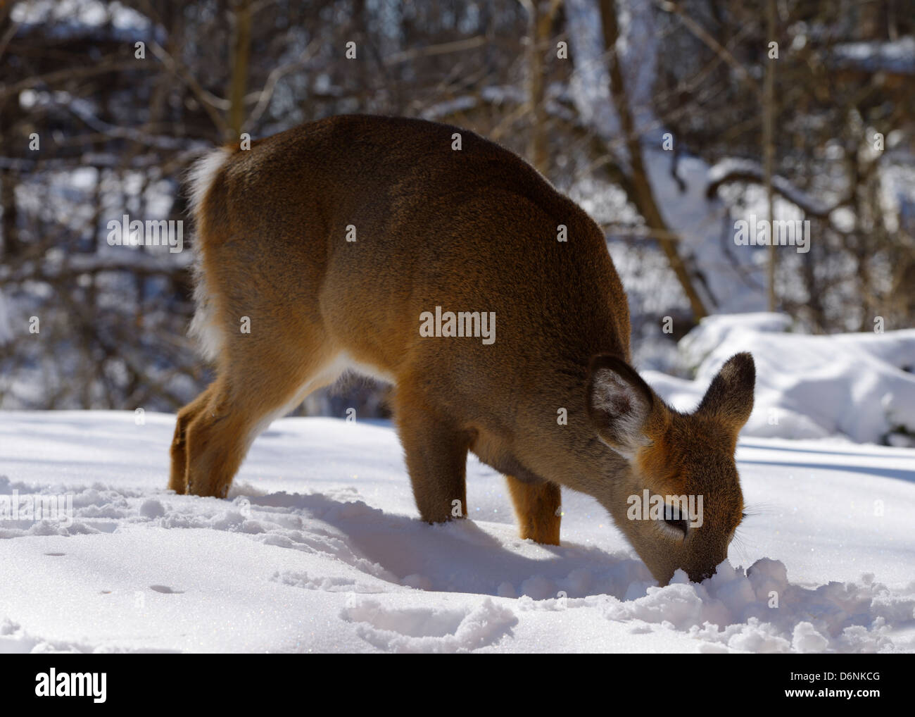 Young Doe White Tailed Deer kuschelte für Lebensmittel unter tiefem Schnee in einem Toronto Ontario Kanada Schlucht Hinterhof Stockfoto