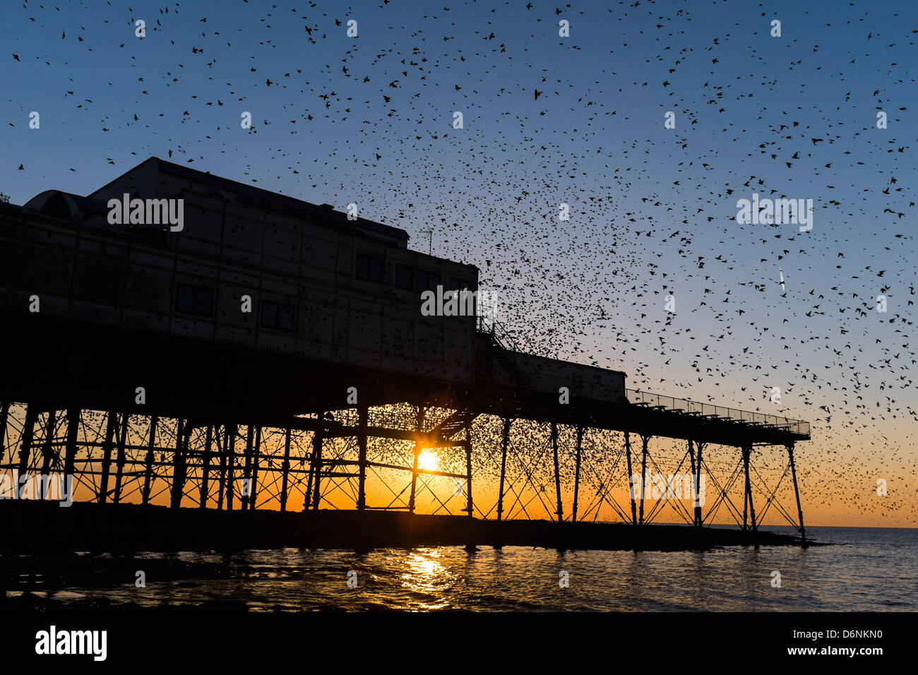 Ein Murmuration der Stare auf Aberystwyth Pier bei Sonnenuntergang, Wales UK Stockfoto